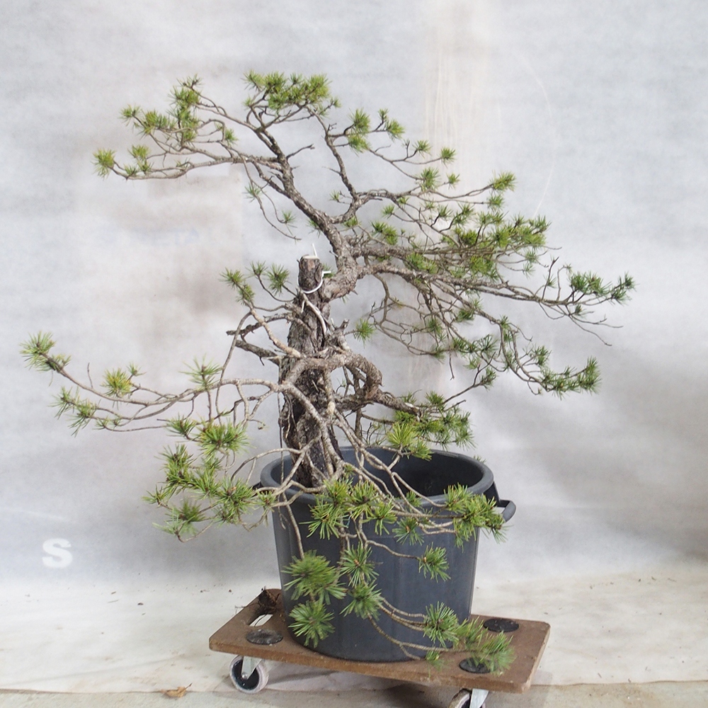 Yamadori - Pinus sylvestris 