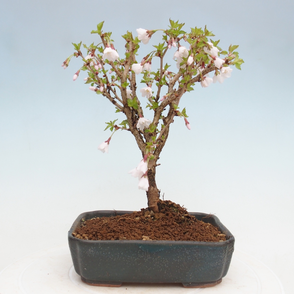 Outdoor bonsai - Prunus incisa Kojou-no mai-Plivon wycięty