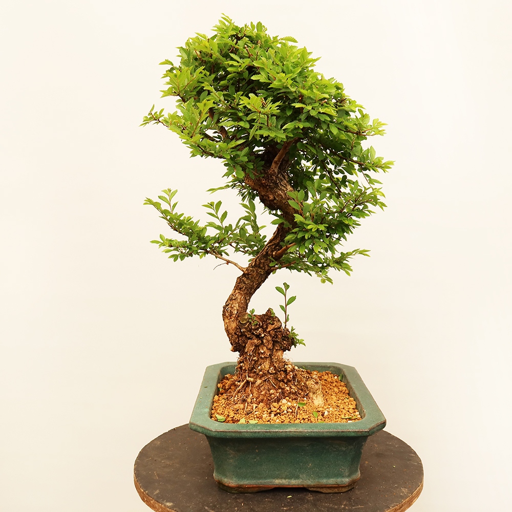 Bonsai na świeżym powietrzu - Zelkova - Zelkova NIRE