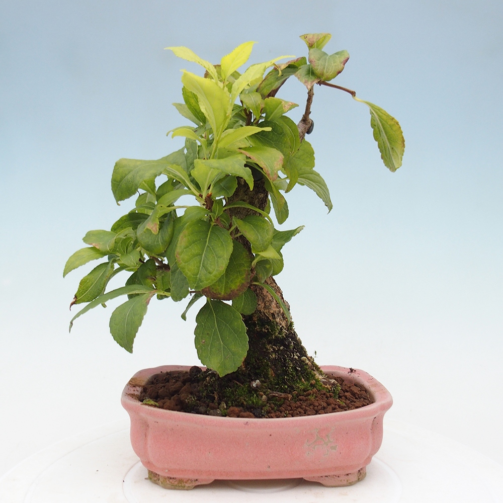 Bonsai na zewnątrz - Celastrus Jesenec