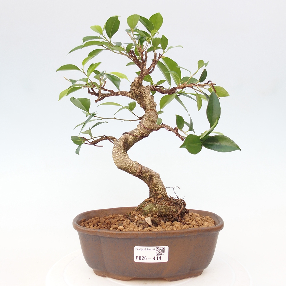 Pokój bonsai - Ficus retusa - figowiec drobnolistny