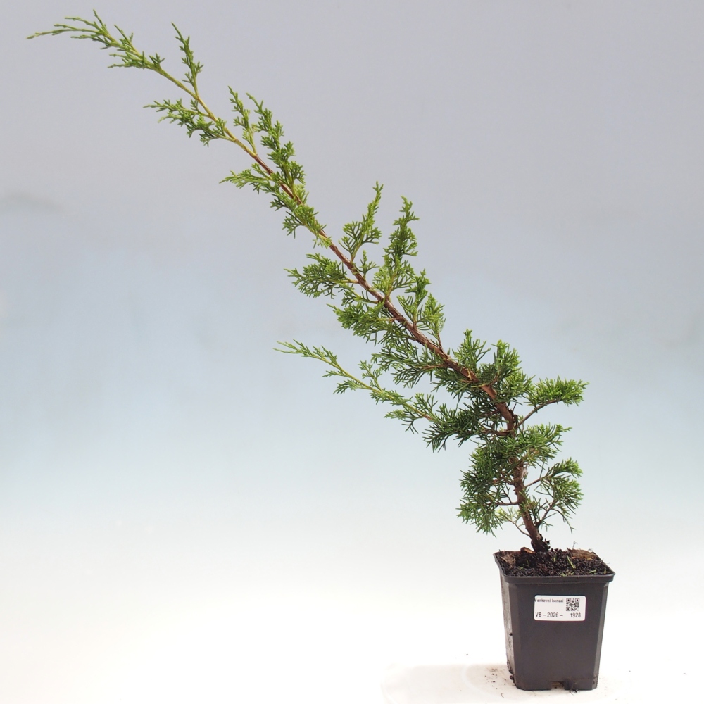Outdoor bonsai - Juniperus chinensis Itoigawa