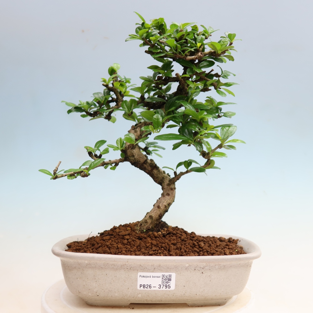 Bonsai pokojowe - Carmona macrophylla - Tea fuki