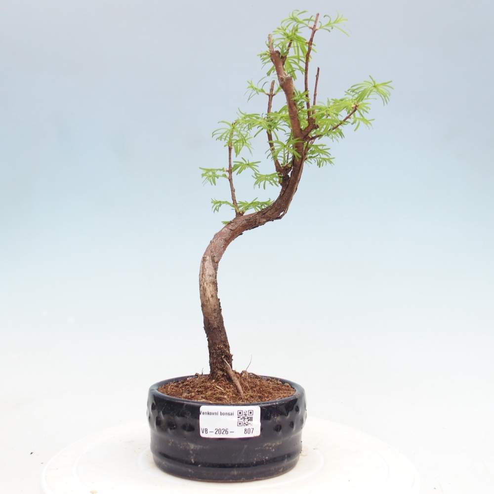 Outdoor bonsai - Metasequoia glyptostroboides - Metasekwoja chińska