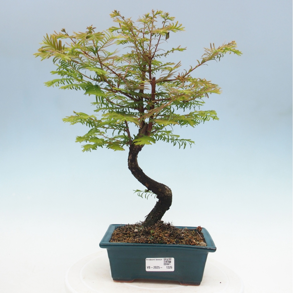 Outdoor bonsai - Metasequoia glyptostroboides - chińskie metasekvoje