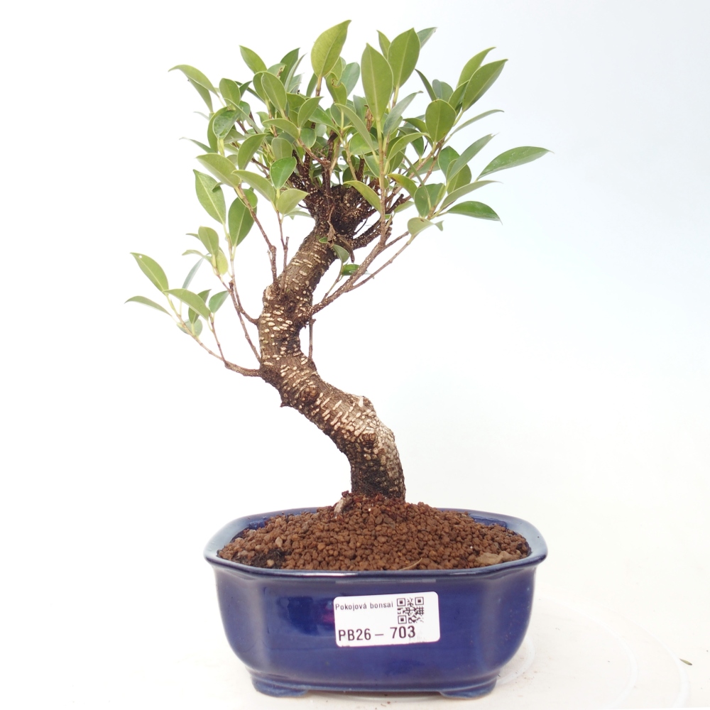 Pokój bonsai - Ficus retusa - figowiec drobnolistny