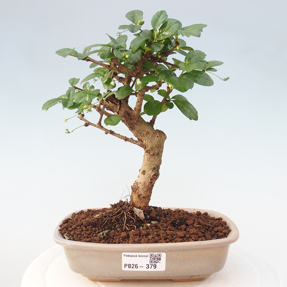 Bonsai pokojowe - Carmona macrophylla - Tea fuki