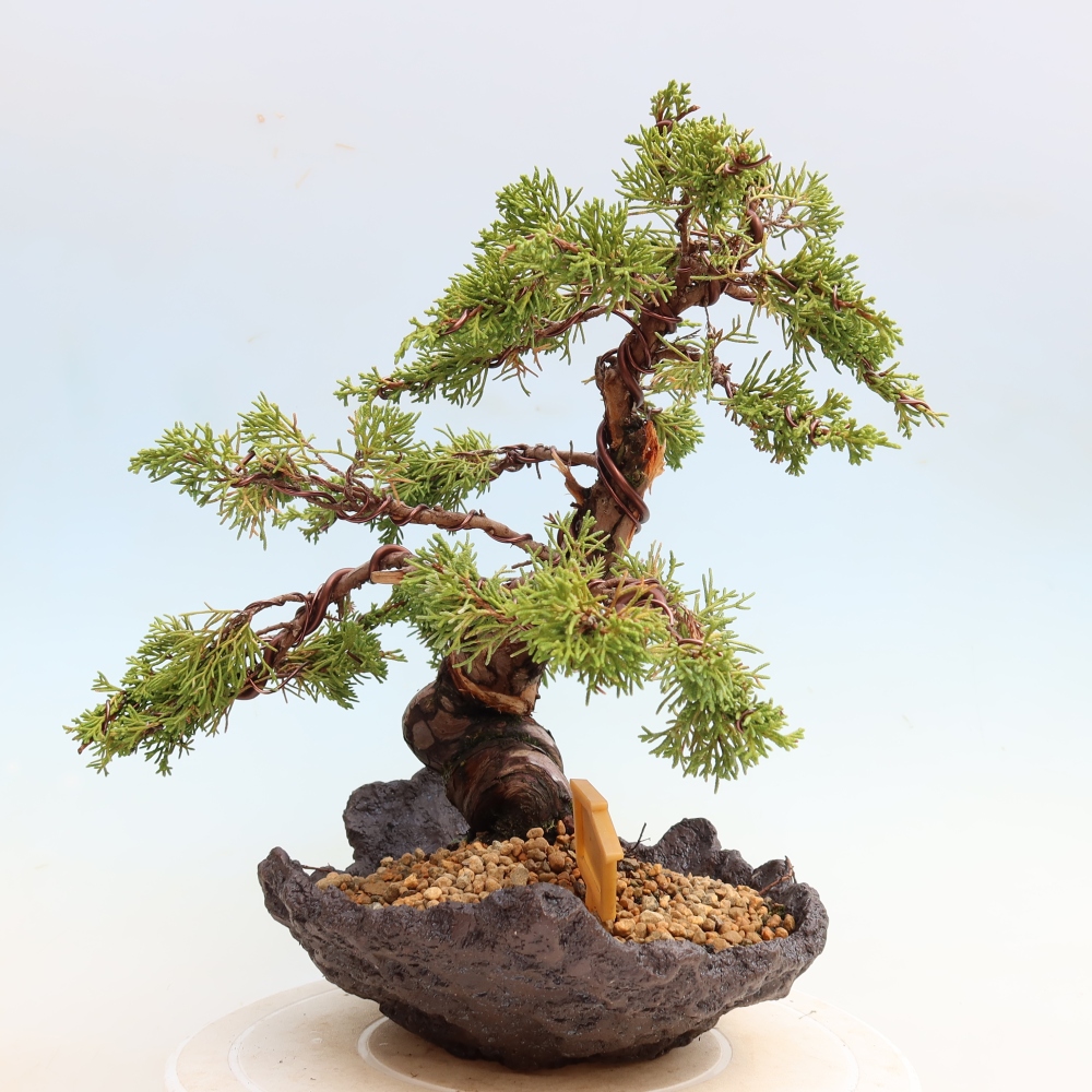 Bonsai ogrodowe – Juniperus chinensis Itoigawa – jałowiec chiński