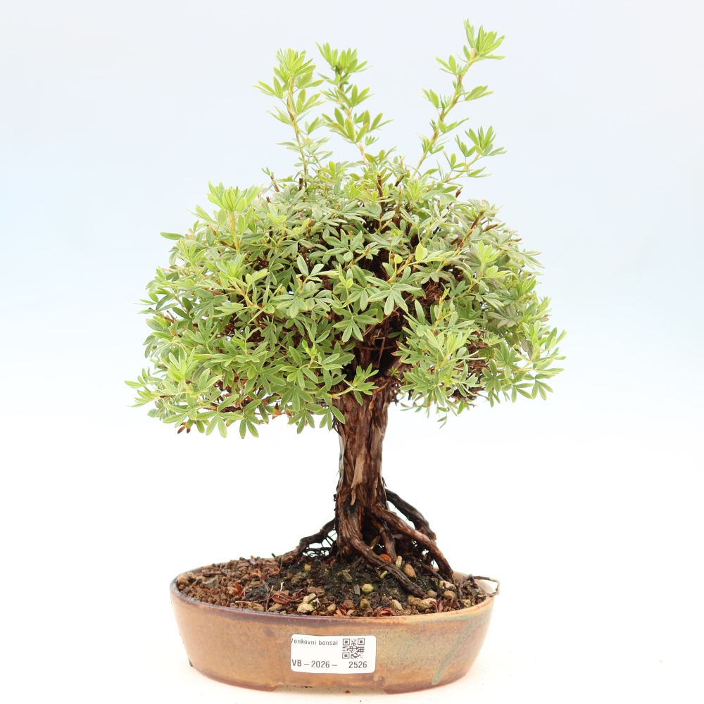 Bonsai zewnętrzne - Potentila fruticosa
