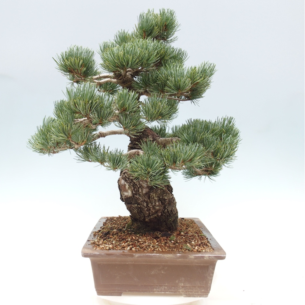 Outdoor bonsai - Pinus parviflora - Mała sosna