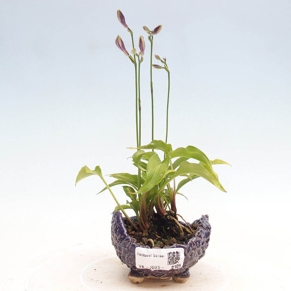 Outdoor bonsai - Mini Hosta - Bogini