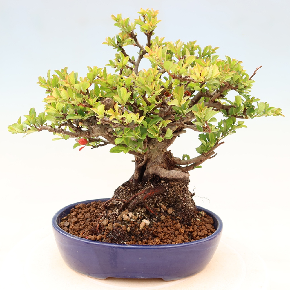 Bonsai zewnętrzne - Chaneomeles speciosa Chojubai