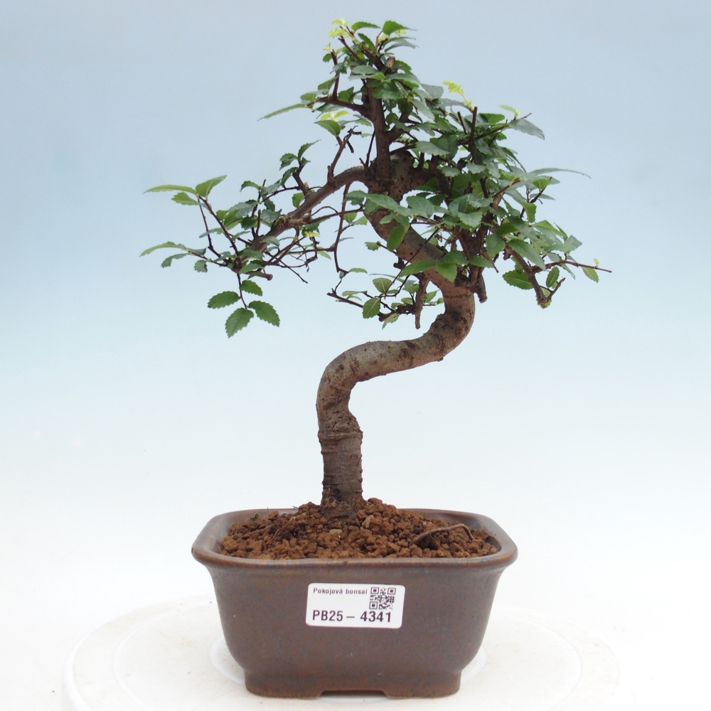 Pokój bonsai - Ulmus parvifolia - Wiąz drobnolistny