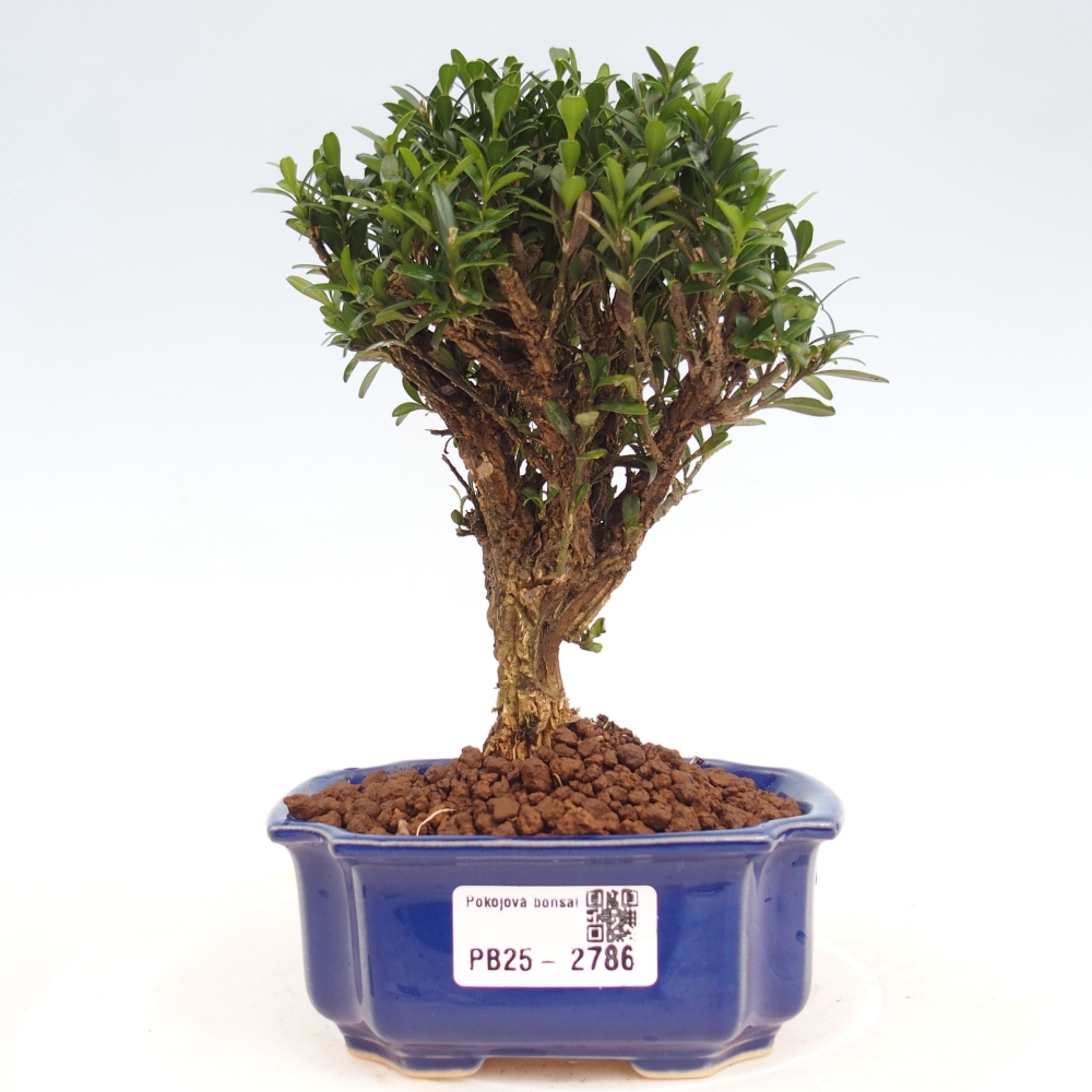 Pokój Bonsai - Buxus harlandii - Bukszpan korkowy