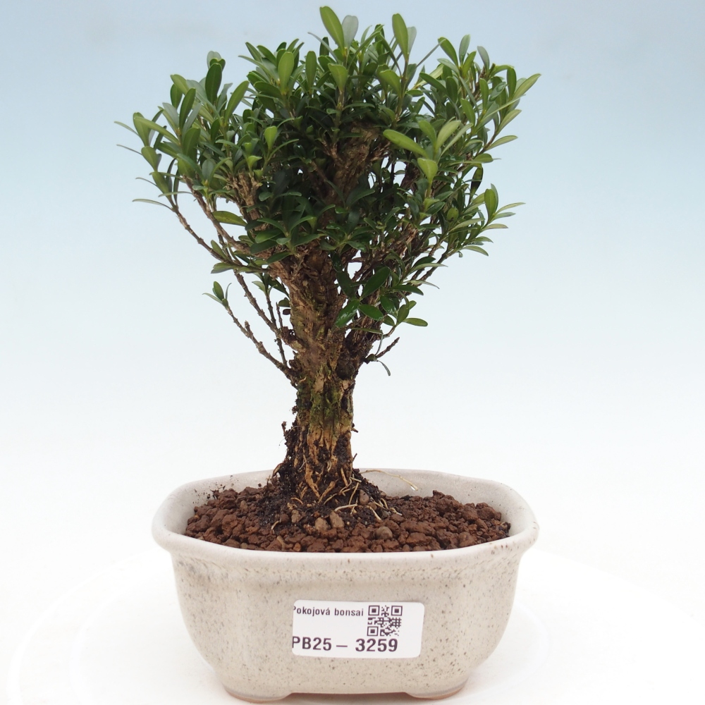 Pokój bonsai - Buxus harlandii - buxus korkowy