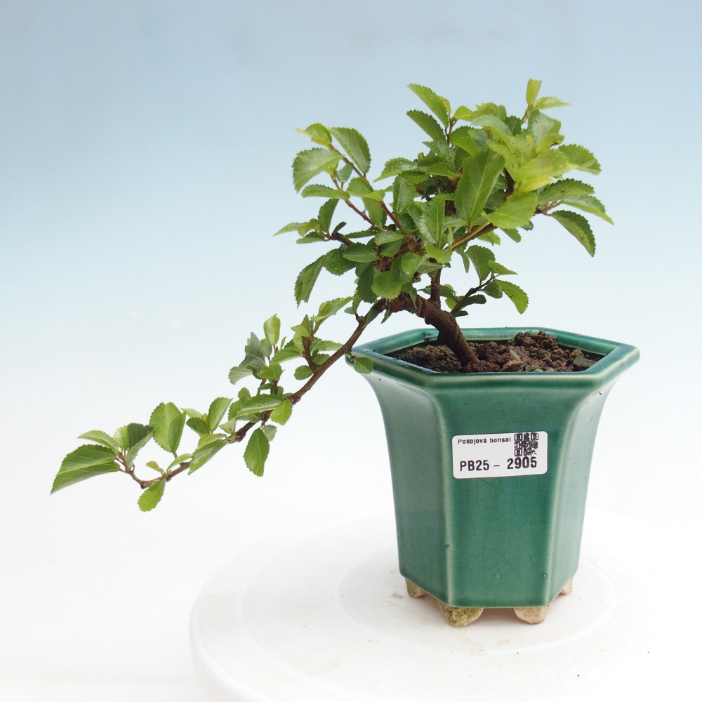 Kryty bonsai - Grewia occidentalis - Lawendowa gwiazda