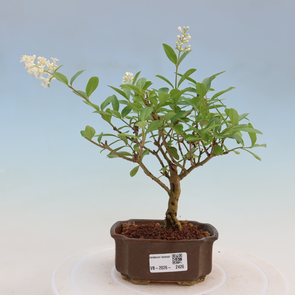 Outdoor bonsai - Ligustrum vulgare - Ptasi dziób