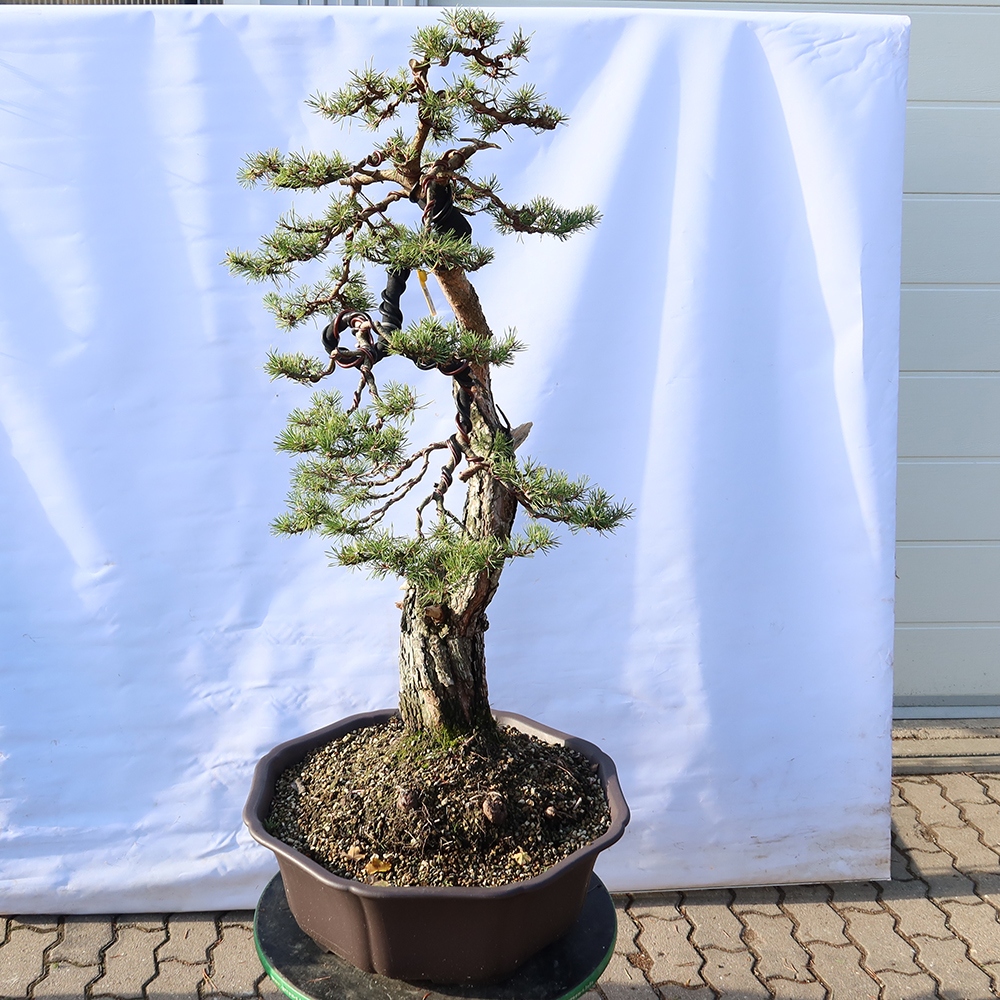 Pinus sylvestris Hiszpania – sosna zwyczajna