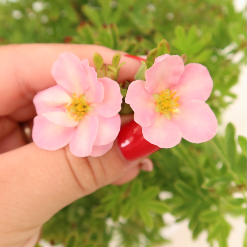 Bonsai ogrodowe – Potentilla fruticosa – Potentila fruticosa Bellissima