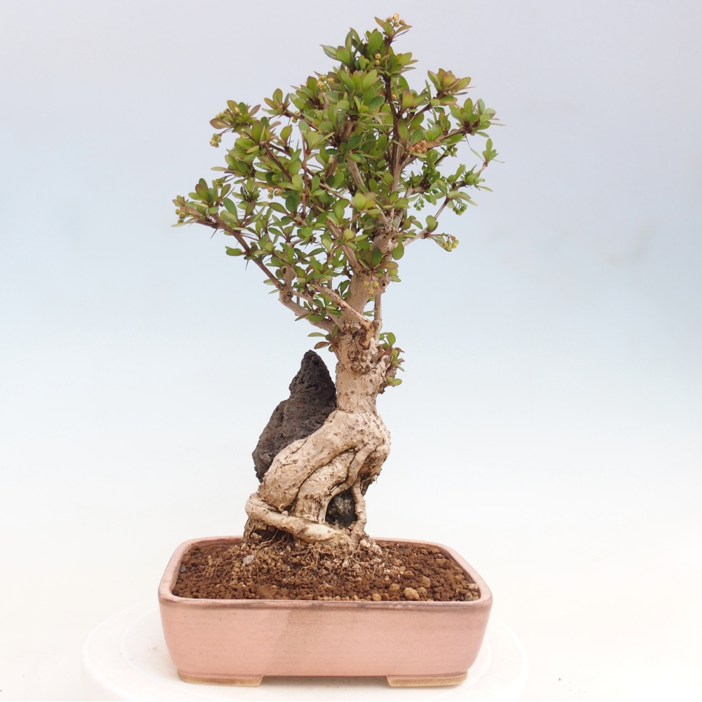 Bonsai zewnętrzne - Berberis coreana