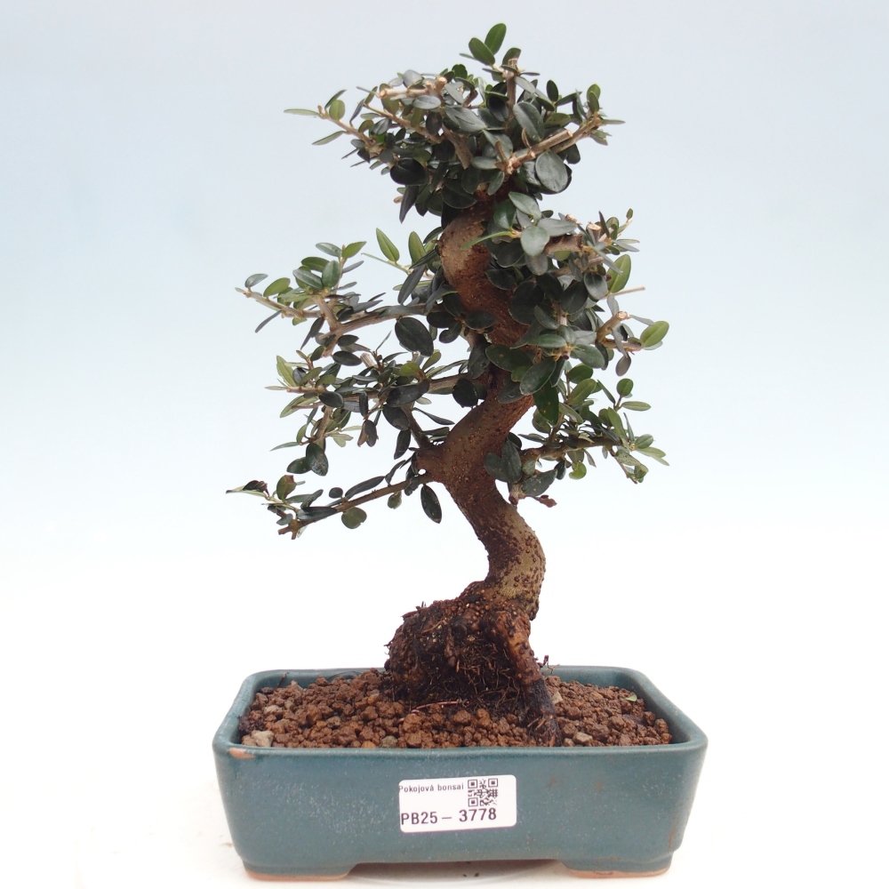 Bonsai do wnętrz - Olea europaea sylvestris