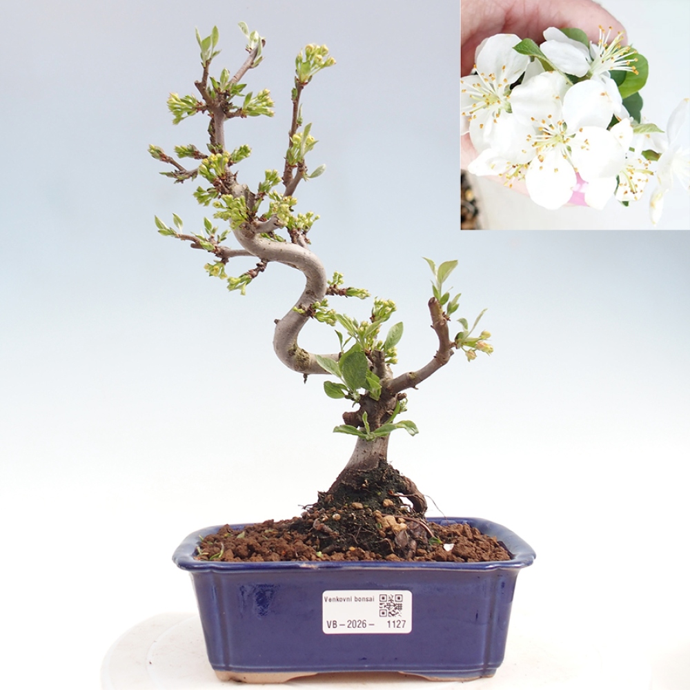 Outdoor bonsai - Malus sargentii - Jabłoń drobnoowocowa