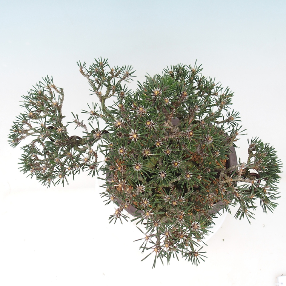 Outdoor bonsai - Pinus thunbergii Kotobuki - Sosna Thunberga