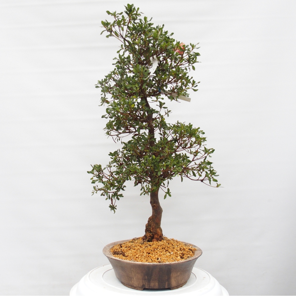 Bonsai zewnętrzne - Azalia japońska - Azalia Kisshoten
