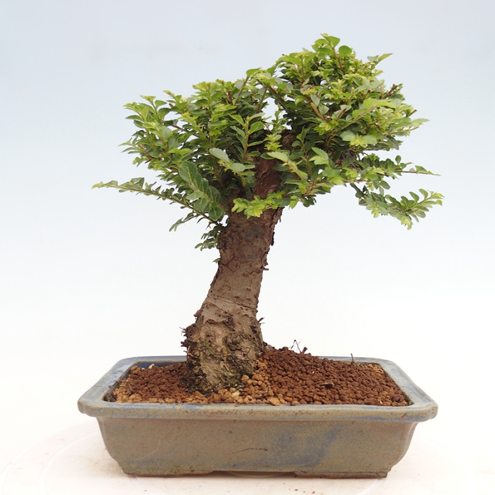 Bonsai zewnętrzne - Ulmus parvifolia Hokkaido - wiąz chiński