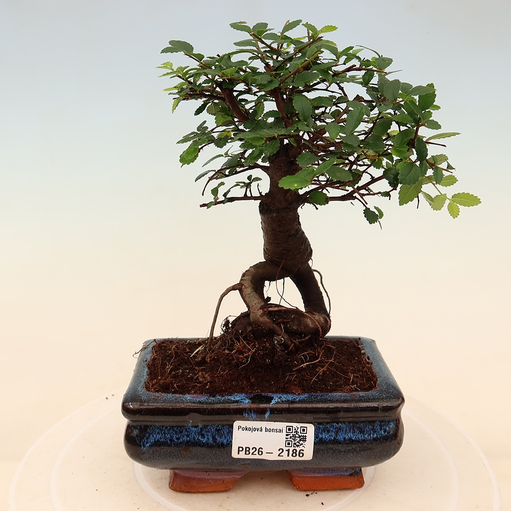 Pokój bonsai - Ulmus parvifolia - Wiąz drobnolistny