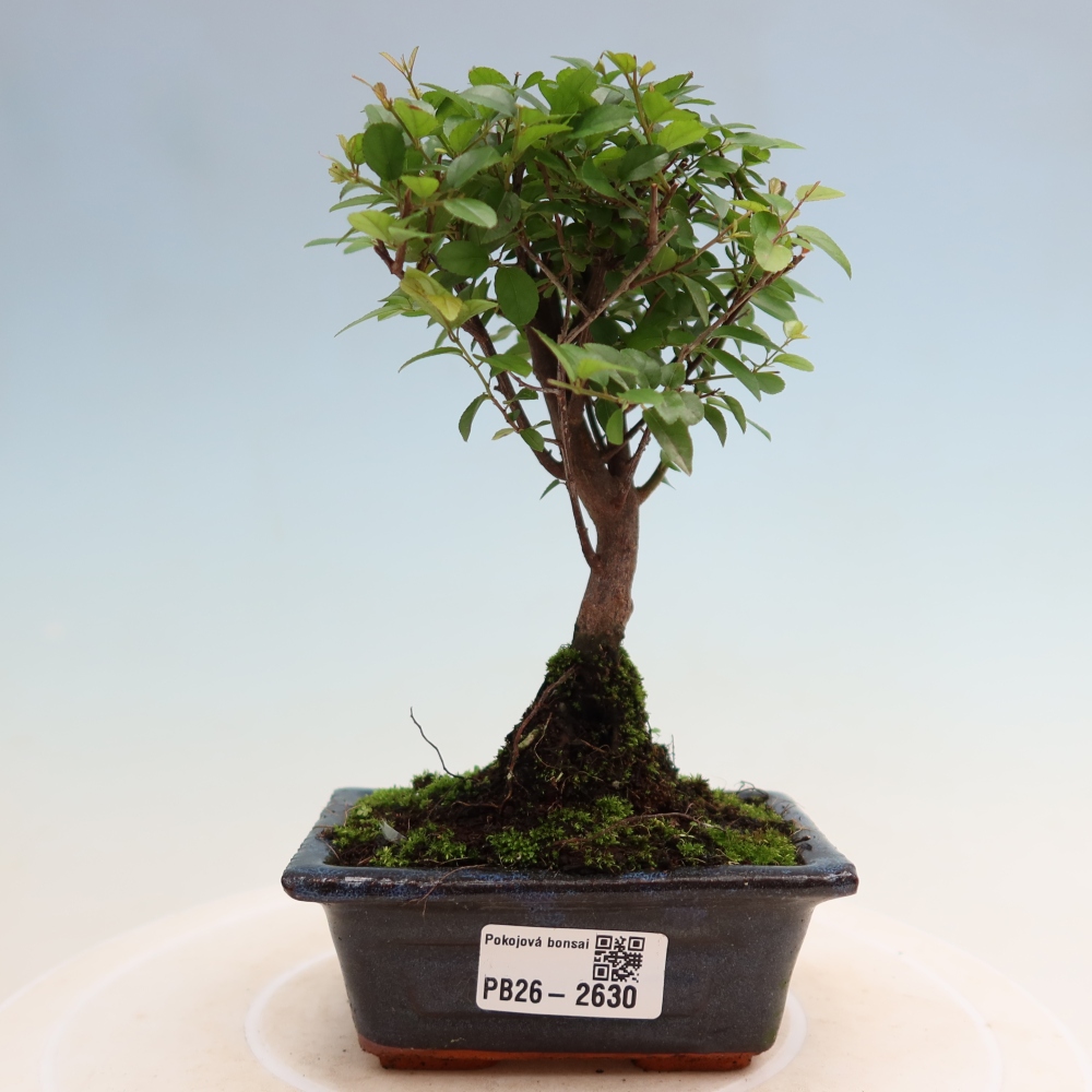 Bonsai pokojowe - Sageretia thea - Sageretia thea