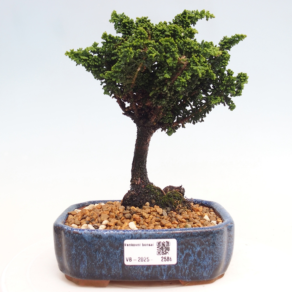 Bonsai zewnętrzne - Cham. obtusa SEKKA HINOKI - Cyprys