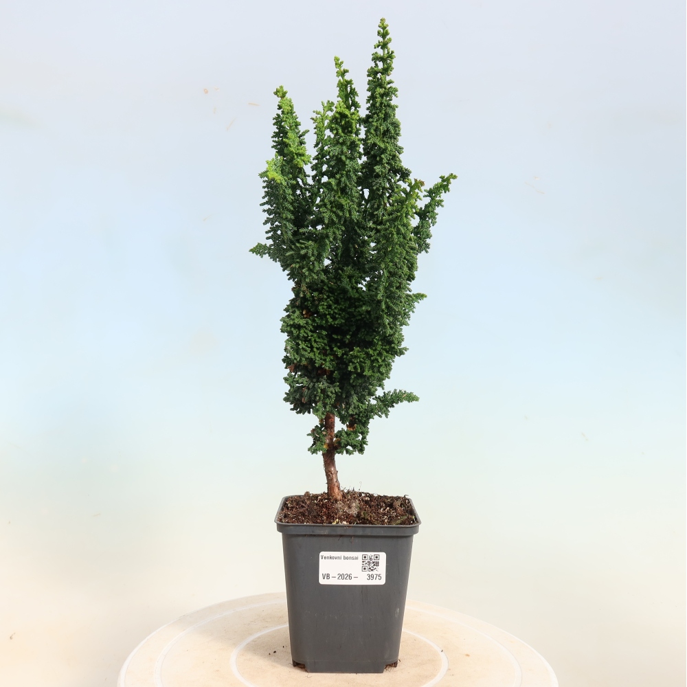Bonsai zewnętrzne - Cham. obtusa SEKKA HINOKI - Cyprys