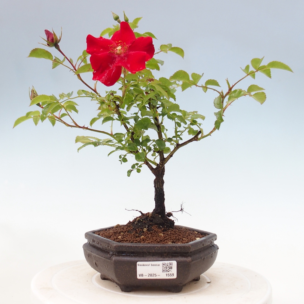 Bonsai na zewnątrz - Rosa Kordes - róża 