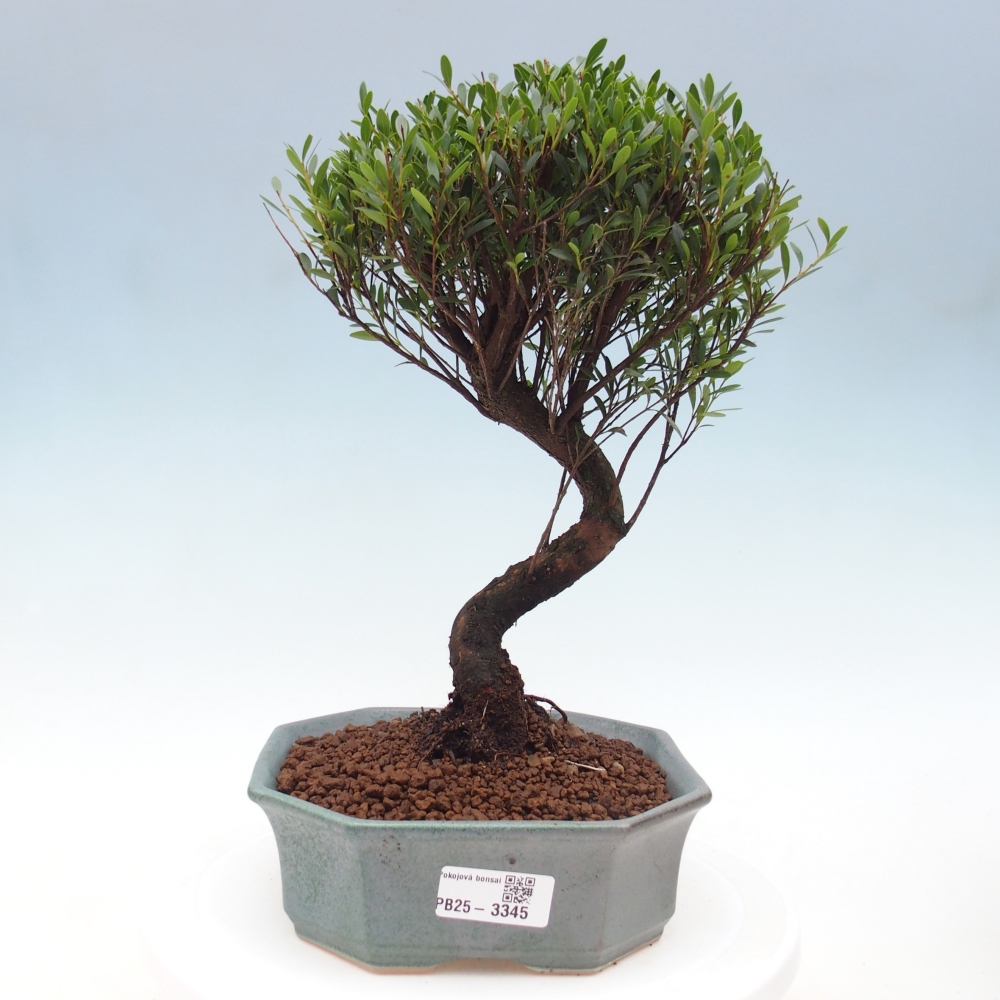 Pokój bonsai - Syzygium - Pimento