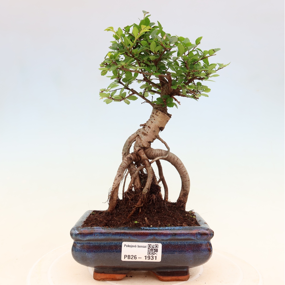 Pokój bonsai - Ulmus parvifolia - Wiąz drobnolistny