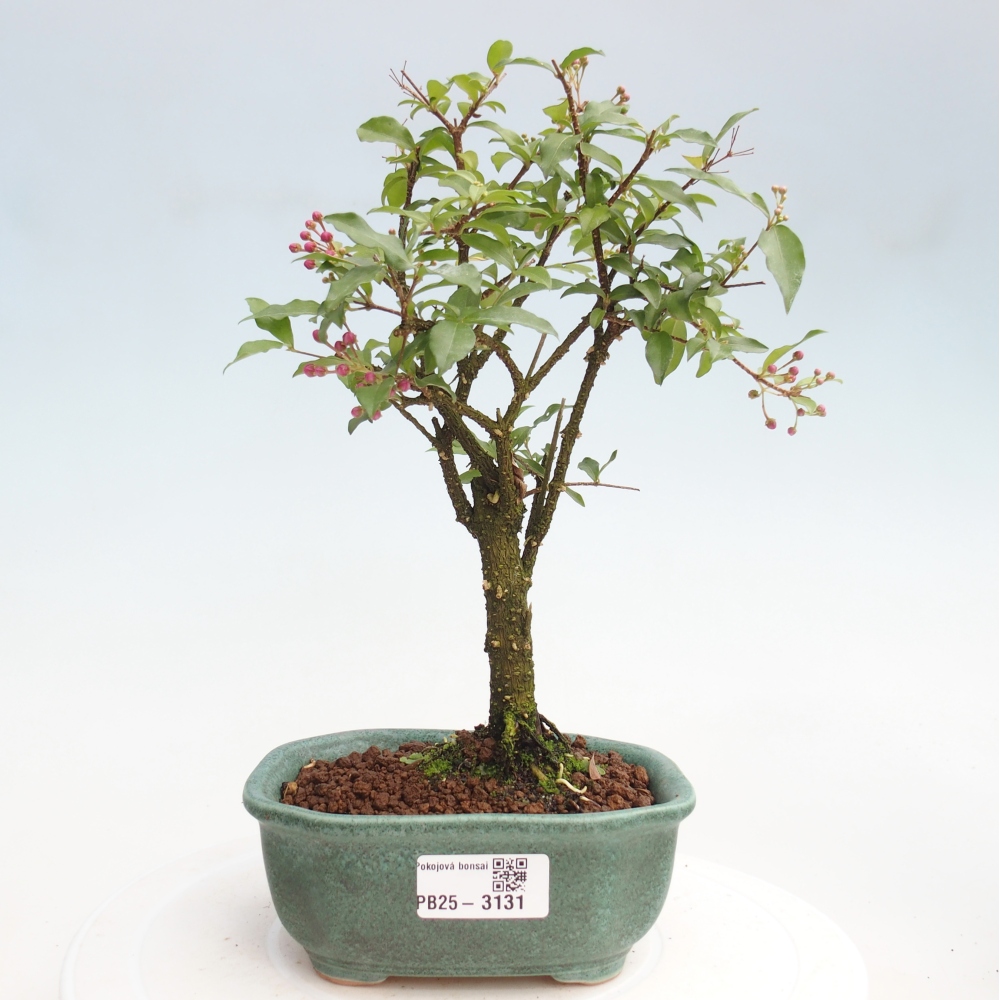 Bonsai pokojowe - Malpighia coccigera - Wiśnia Barbdorska