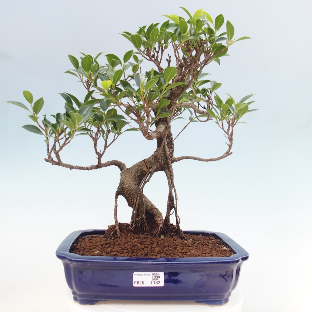 Pokój bonsai - Ficus kimmen - figowiec drobnolistny