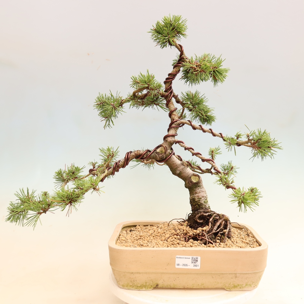 Bonsai ogrodowe – Pinus mugo Humpy – sosna karłowata