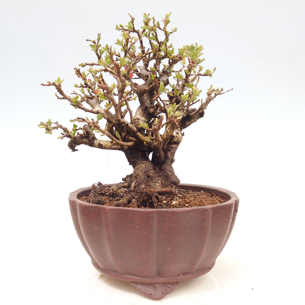 Bonsai zewnętrzne - Chaneomeles speciosa - Pigwa