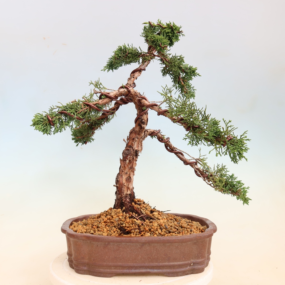 Outdoor bonsai - Juniperus chinensis Kishu
