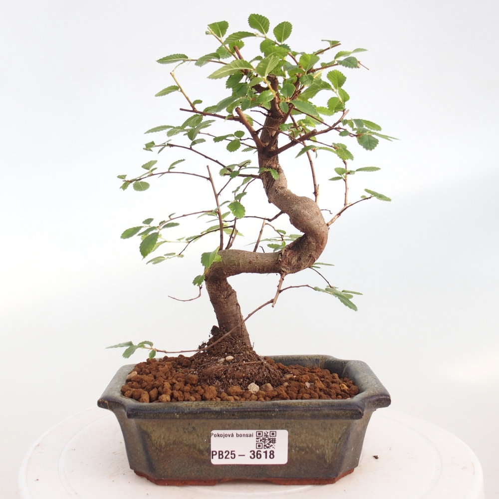 Pokój bonsai - Ulmus parvifolia - Wiąz drobnolistny
