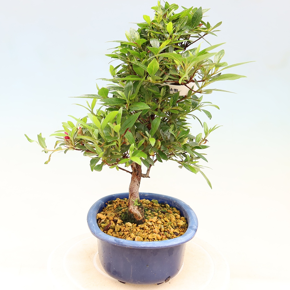 Outdoor bonsai - Azalia japońska - Azalia Yoko
