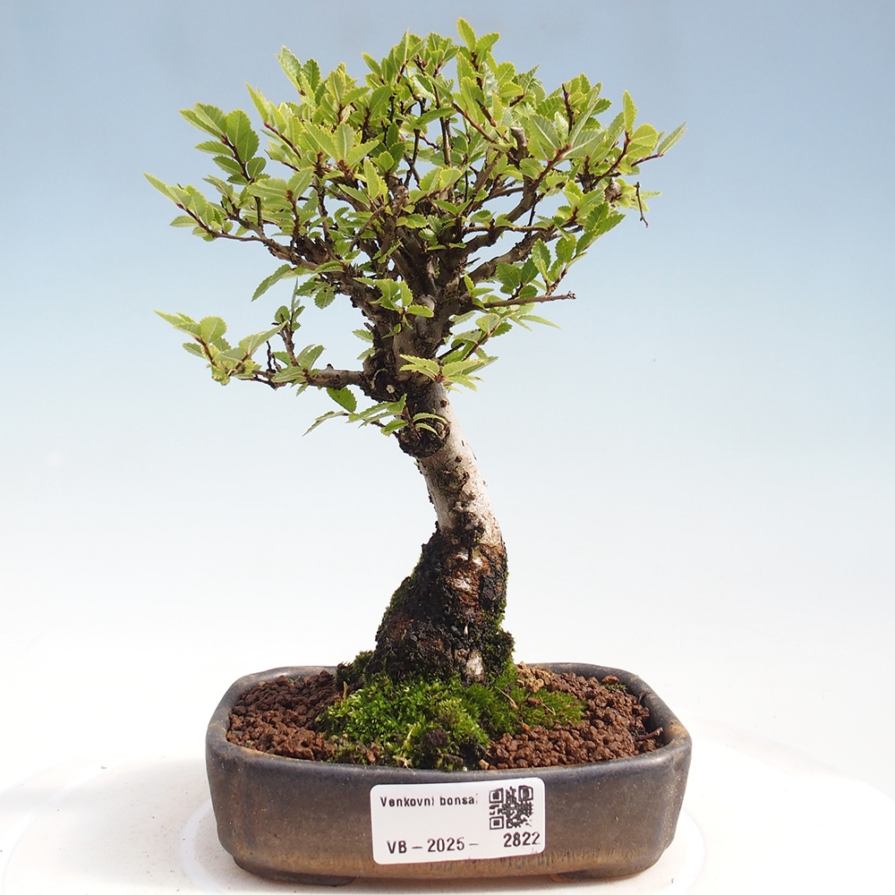 Outdoor bonsai - Zelkova - Zelkova NIRE