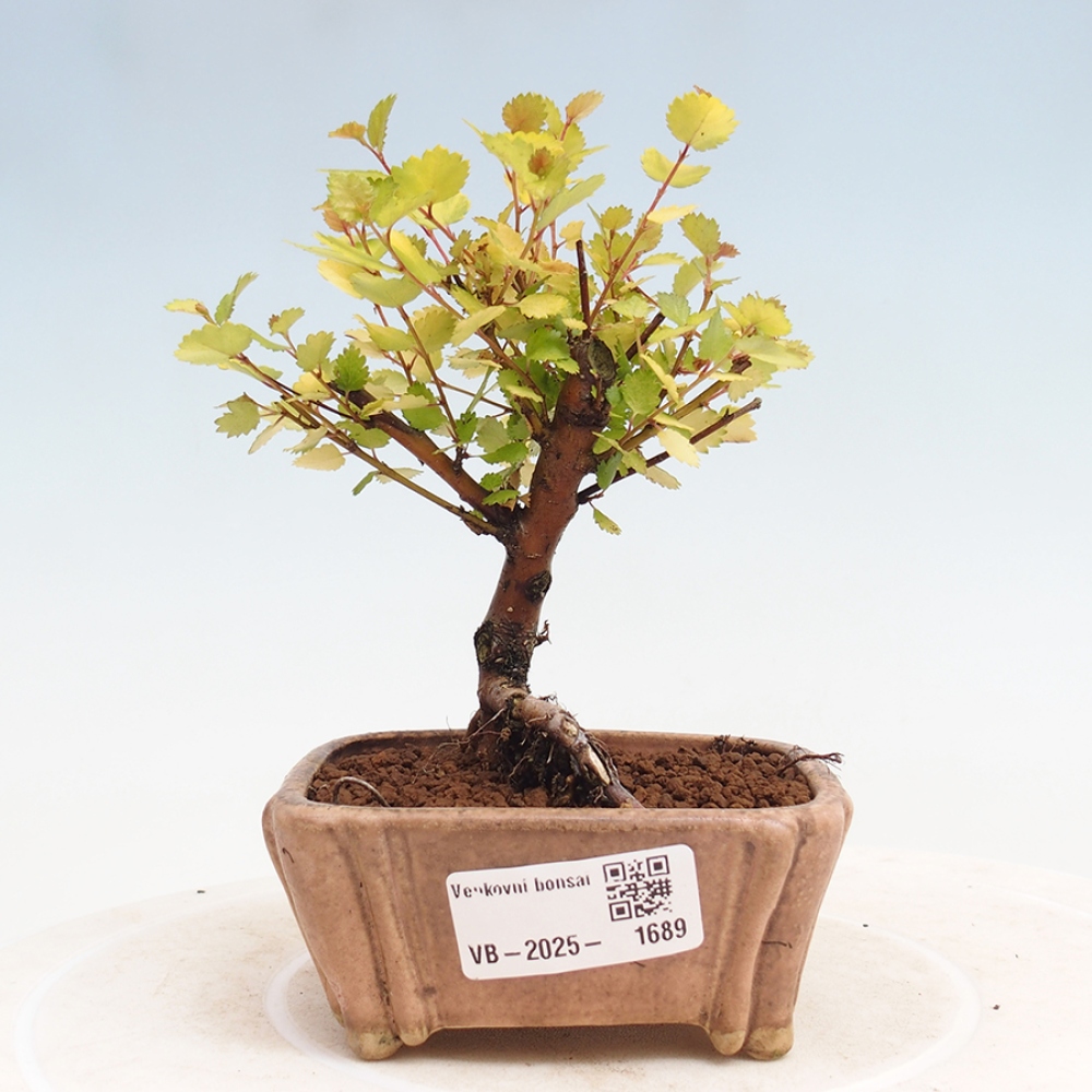 Bonsai zewnętrzne - brzoza karłowata - Betula NANA Treasure