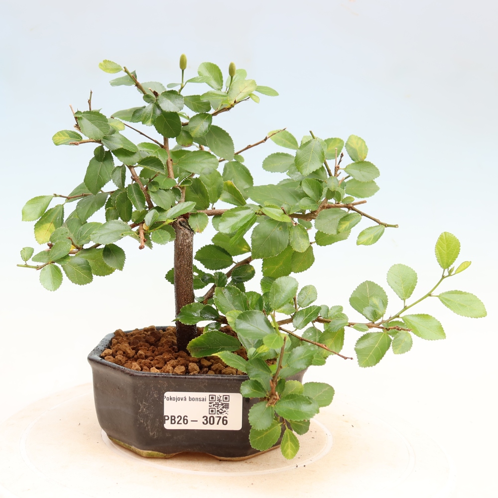 Bonsai pokojowe – Grewia occidentalis – Gwiaździsta lawendowa