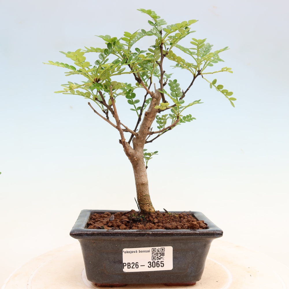 Pokój bonsai - Zantoxylum piperitum - drzewo pieprzowe