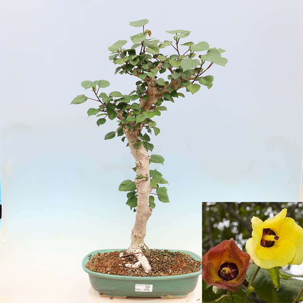 Bonsai domowe - Hibiscus tiliaceus - Hibiskus morski