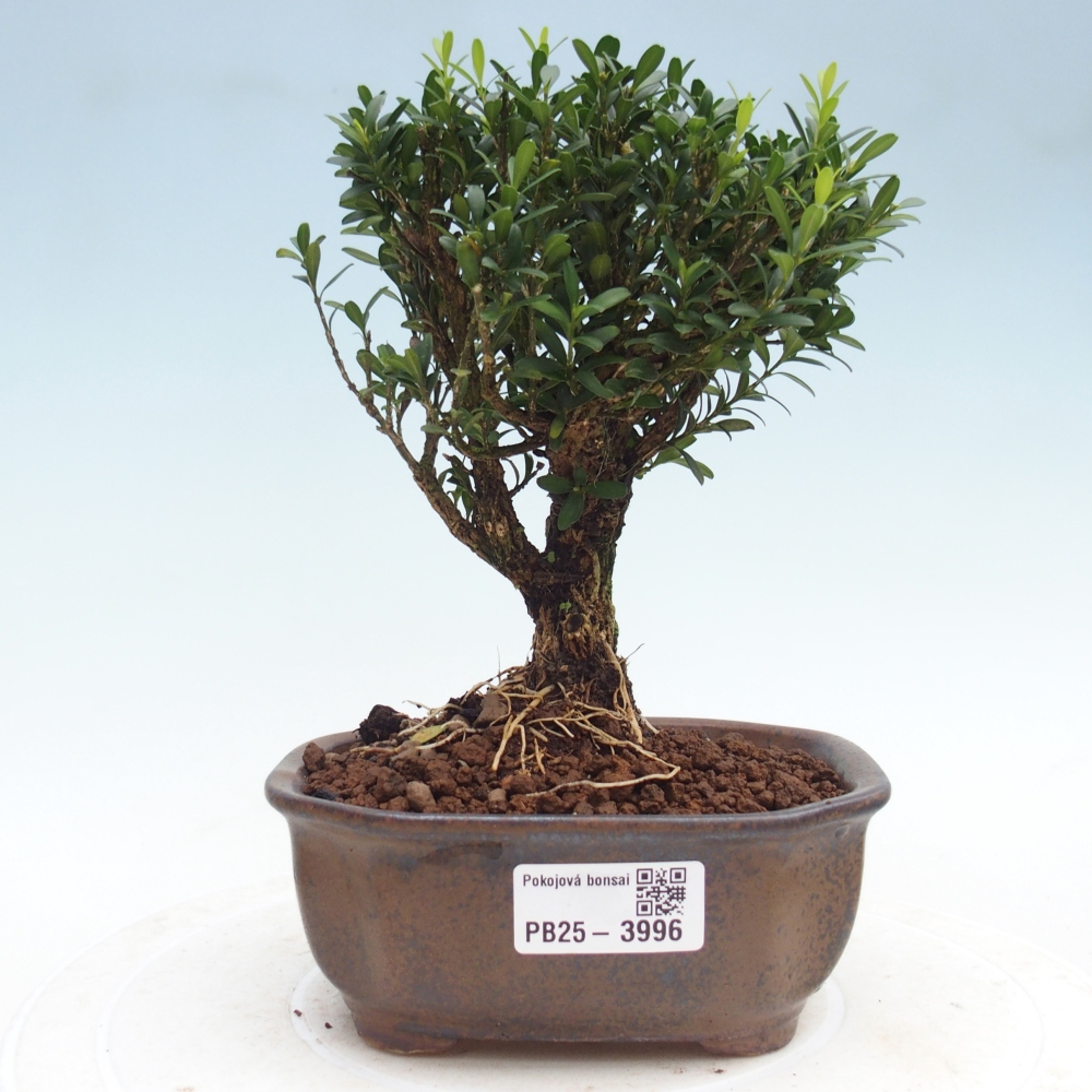 Bonsai pokojowe - Buxus harlandii - buxus korkowy