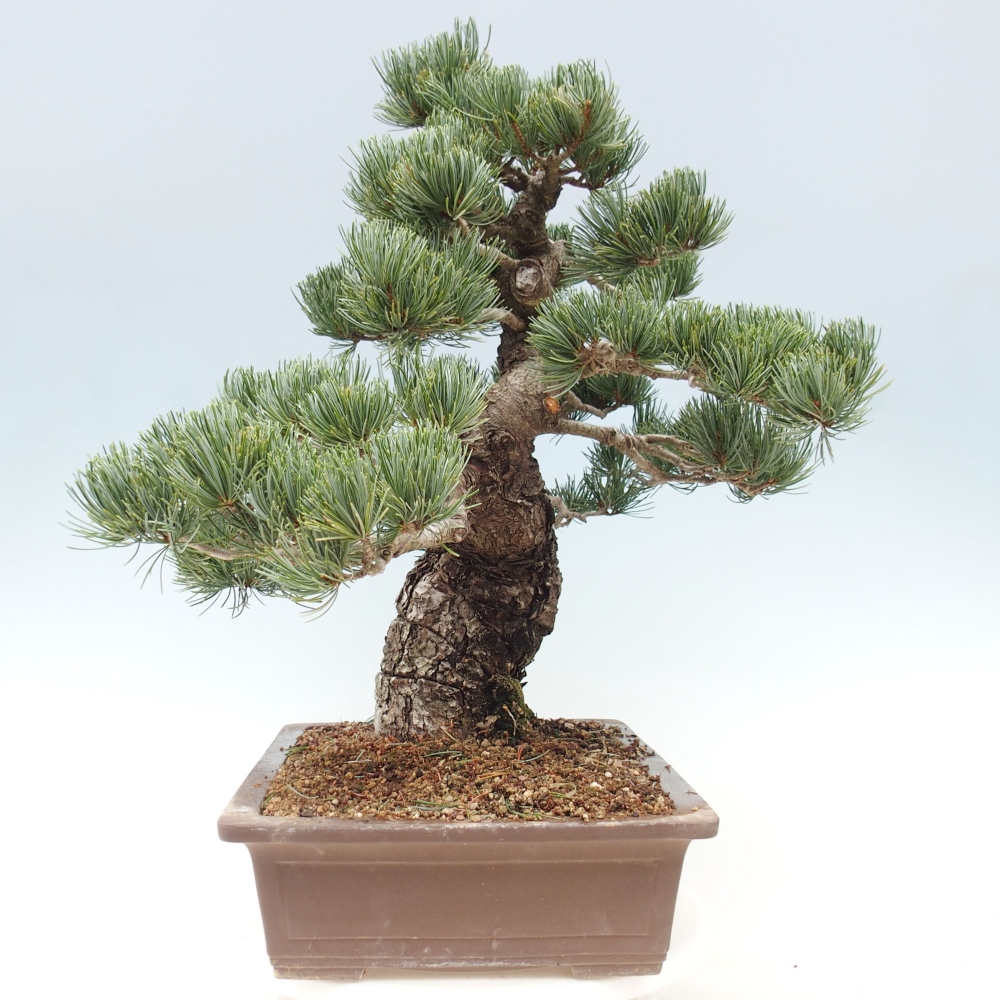 Outdoor bonsai - Pinus parviflora - Mała sosna